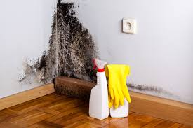 Best Basement Mold Removal  in Jefferson, GA